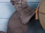 Tom - British Shorthair Kitten For Sale - Brooklyn&comma; NY&comma; US