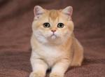Kimberly - British Shorthair Cat For Sale - Brooklyn&comma; NY&comma; US