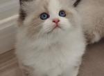 Show Quality Boy Bicolor - Ragdoll Kitten For Sale - Westborough&comma; MA&comma; US