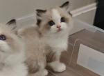 Ragdoll Bicolor Girl Show - Ragdoll Kitten For Sale - Westborough&comma; MA&comma; US