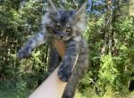 Jasper - Maine Coon Kitten For Sale - Londonderry&comma; NH&comma; US