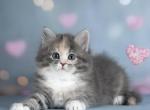 Nytella - Siberian Kitten For Sale - MI&comma; US