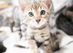 Female brown - Bengal Kitten For Sale - Jersey City&comma; NJ&comma; US