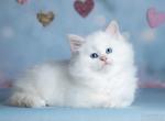 Nils - Siberian Kitten For Sale - MI&comma; US