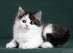 Nicolas - Siberian Kitten For Sale - MI&comma; US