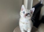 Lil female white Bengal kitten - Bengal Kitten For Sale - Raeford&comma; NC&comma; US