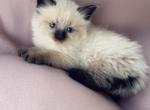Cuteness overload - Ragdoll Kitten For Sale - Vancouver&comma; WA&comma; US
