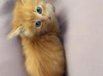 Orange cutie pie - Ragdoll Kitten For Sale - Vancouver&comma; WA&comma; US