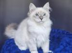 Unik - Siberian Kitten For Sale - Pembroke Pines&comma; FL&comma; US