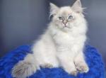 Ustinya - Siberian Kitten For Sale - Pembroke Pines&comma; FL&comma; US