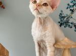 Devon Rex kitten male - Devon Rex Cat For Sale - Hollywood&comma; FL&comma; US