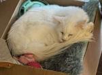 Sampson - Maine Coon Cat For Sale - Chouteau&comma; OK&comma; US