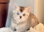Bonik - British Shorthair Kitten For Sale - NY&comma; US