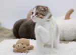 Black golden tabby bicolor Scottish Fold female - Scottish Fold Kitten For Sale - Spokane&comma; WA&comma; US