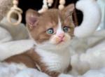 Alicia - British Shorthair Kitten For Sale - NY&comma; US