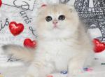 Umma - Scottish Fold Kitten For Sale - NY&comma; US