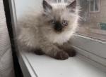 Full ragdoll girl - Ragdoll Kitten For Sale - Auburn&comma; WA&comma; US