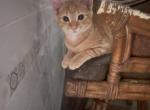 sunflower - Domestic Kitten For Sale - Lawrenceville&comma; GA&comma; US