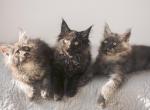 Black Smoke Maine coons - Maine Coon Kitten For Sale - Hallandale&comma; FL&comma; US