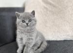 Molly - British Shorthair Cat For Sale - Woodland Park&comma; CO&comma; US