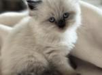 Julliette Christmas Litter C - Himalayan Kitten For Sale - Tampa&comma; FL&comma; US