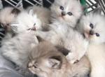 Ragdoll kittens - Ragdoll Kitten For Sale - Walnut Creek&comma; CA&comma; US