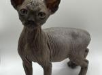 Midnight - Sphynx Cat For Sale - Glendale&comma; AZ&comma; US