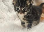 Maine coon kittens - Maine Coon Kitten For Sale - Westport&comma; OR&comma; US