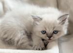 Charlie Christmas Litter D - Himalayan Kitten For Sale - Tampa&comma; FL&comma; US