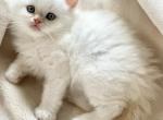 Donald Christmas Litter D - Himalayan Kitten For Sale - Tampa&comma; FL&comma; US