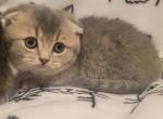 Maze - Munchkin Kitten For Sale - Berlin&comma; NJ&comma; US