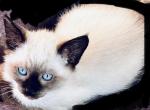 ZBoy - Siamese Cat For Sale - Catasauqua&comma; PA&comma; US
