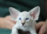 North - Oriental Kitten For Sale - Brooklyn&comma; NY&comma; US
