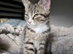 No assigned names - Domestic Kitten For Adoption - ME&comma; US