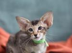 Lery - Oriental Kitten For Sale - Brooklyn&comma; NY&comma; US