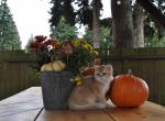 Ivy - British Shorthair Kitten For Sale - Vancouver&comma; WA&comma; US