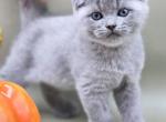 Giovanni - Scottish Fold Cat For Sale - Watertown&comma; NY&comma; US