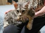 Polydactyl female - Maine Coon Kitten For Sale - PA&comma; US