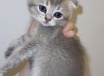 girl kitten 1 - Scottish Fold Kitten For Sale - Maineville&comma; OH&comma; US