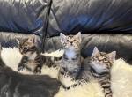Kittens available - American Bobtail Kitten For Sale - Agawam&comma; MA&comma; US