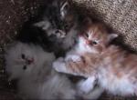 Siberian kittens - Siberian Kitten For Sale - Charlotte&comma; NC&comma; US