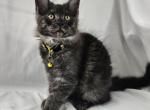Saria - Maine Coon Cat For Sale - Hayden&comma; ID&comma; US