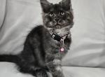Calina - Maine Coon Kitten For Sale - Hayden&comma; ID&comma; US