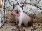 Lori - Siamese Kitten For Sale - Dryville&comma; PA&comma; US