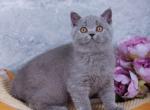 Tilda - British Shorthair Kitten For Sale - Los Angeles&comma; CA&comma; US
