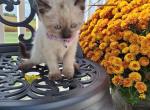 Lilac - Siamese Kitten For Sale - Dryville&comma; PA&comma; US