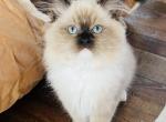 Mercedes - Ragdoll Kitten For Sale - Saint Clair&comma; MI&comma; US