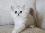 Shayla - Persian Kitten For Sale - Boiling Springs&comma; PA&comma; US