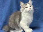 Inidigo - Siberian Kitten For Sale - Milton Freewater&comma; OR&comma; US