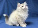 Cosmo - Siberian Cat For Sale - Milton Freewater&comma; OR&comma; US